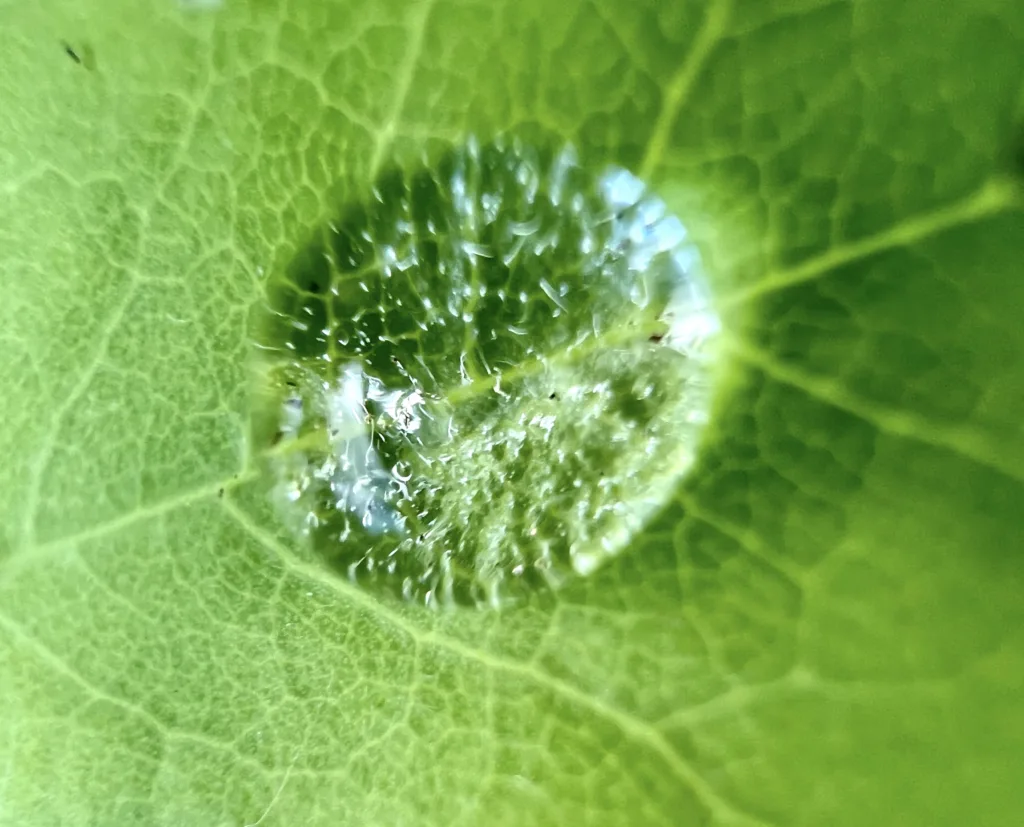 A silvery dewdrop on a green leaf. © Denis Giffeler